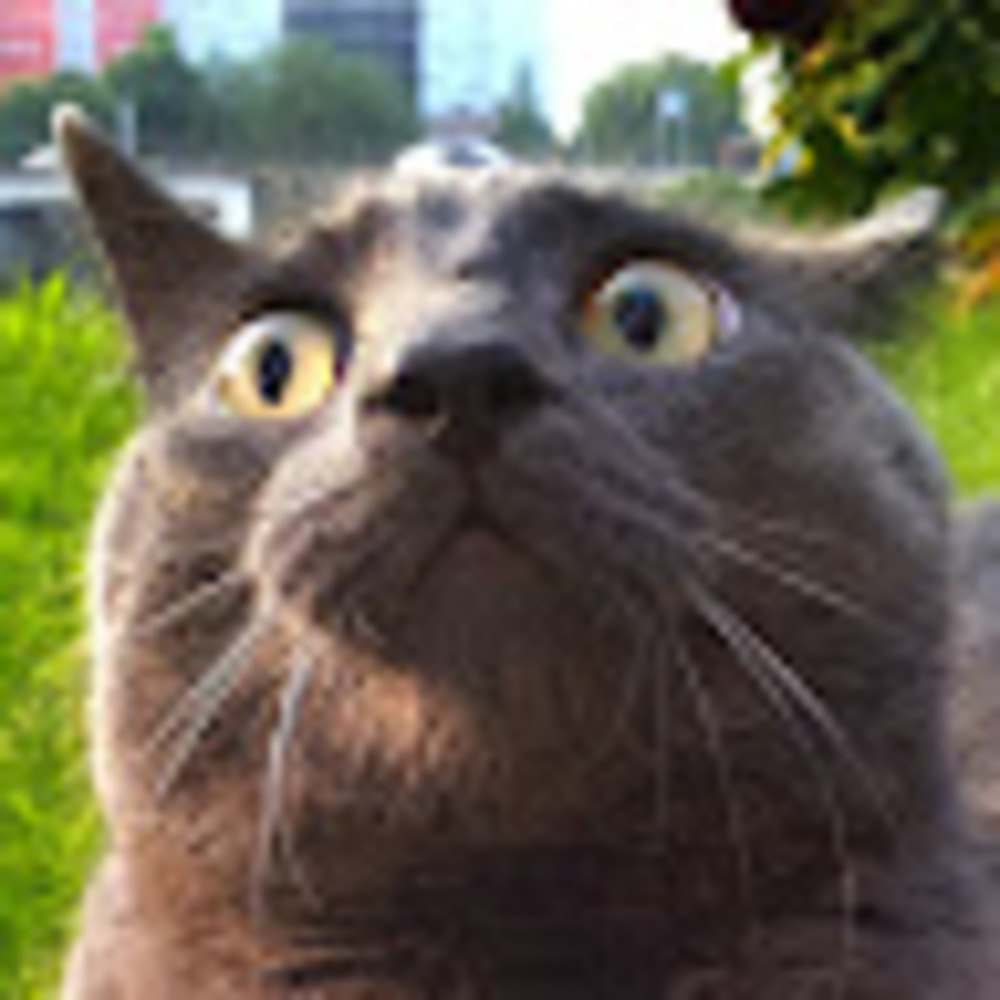 Meet your Posher, Lena